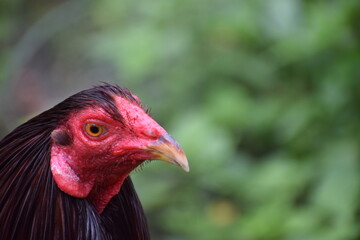 Big rooster in the Philippines