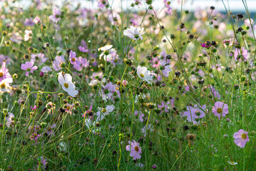 Obraz na płótnie Canvas Cosmos flowers, many small white and violet flowers on a meadow.