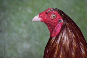 Big rooster in the Philippines