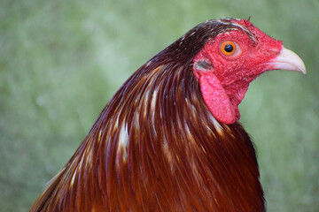 Big rooster in the Philippines