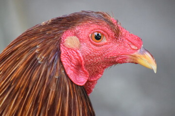 Big rooster in the Philippines
