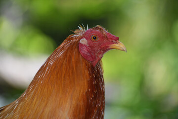 Big rooster in the Philippines