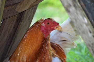 Big rooster in the Philippines