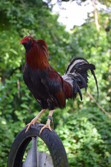 Big rooster in the Philippines