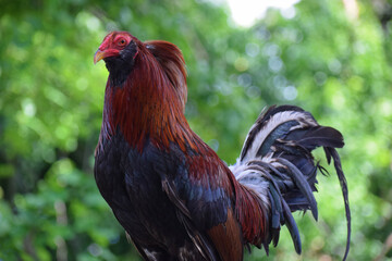 Big rooster in the Philippines