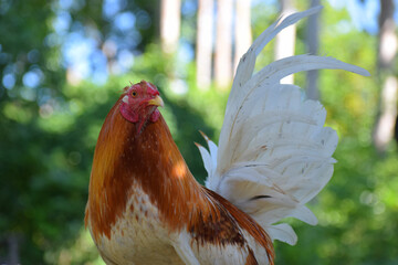 Big rooster in the Philippines