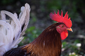 Rooster Fighting Cock with bright red comb.