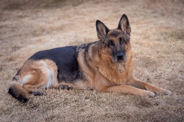 a German shepherd is lying on last year's lawn