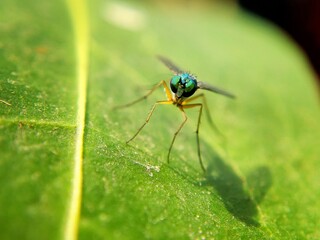 fly on green leaf
