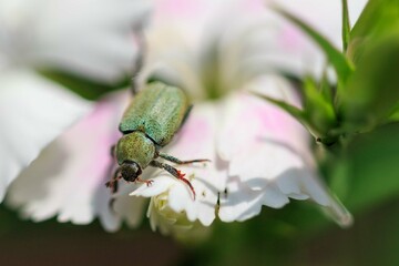 アシナガコガネ