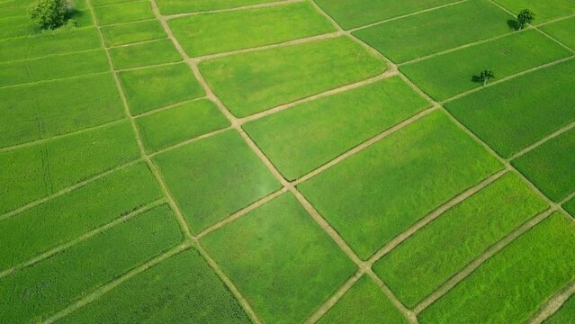 Aerial view video green field