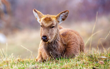Beautiful spotted deer in the mountains against the background of green grass and snow. Fairytale spring landscape with wild animals.