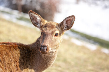 Beautiful spotted deer in the mountains against the background of green grass and snow. Fairytale spring landscape with wild animals.