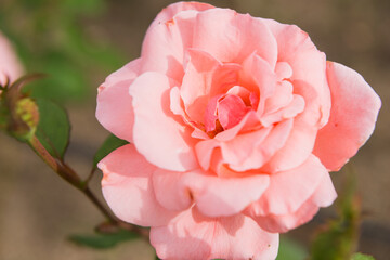 Obraz premium バラ