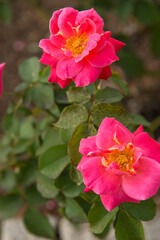 Obraz premium バラ