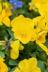 Closeup of a yellow pansy blossom.