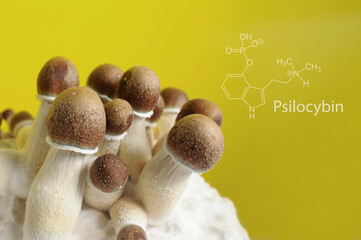 Mycelium block of psychedelic psilocybin mushrooms Golden Teacher  with Psilocybin formula. Micro growing of psilocybe cubensis on yellow background. Macro view, close-up. Micro-dosing concept.