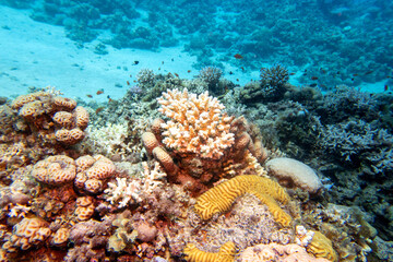 Naklejka na ściany i meble Colorful, picturesque coral reef at bottom of tropical sea, hard corals and sandy bottom, underwater landscape