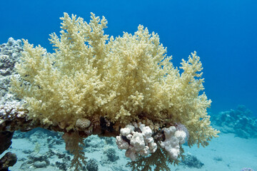 Naklejka na ściany i meble coral reef with yellow broccoli coral in tropical sea, underwater