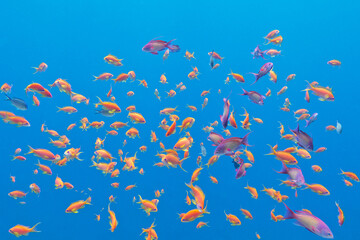 shoal of exotic fishes Anthias in tropical sea, underwater