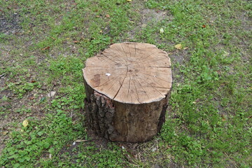 stump