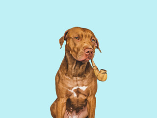 Lovable, pretty brown dog and smoking pipe. Close-up, indoors. Isolated background. Pets care concept