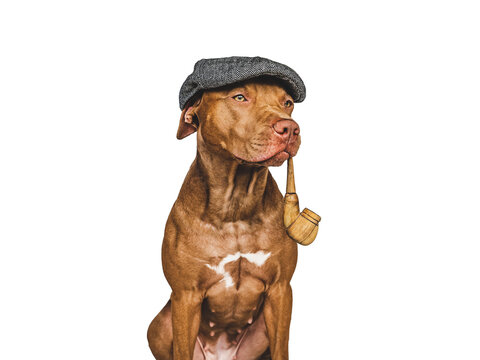 Lovable, pretty brown dog and smoking pipe. Close-up, indoors. Isolated background. Pets care concept