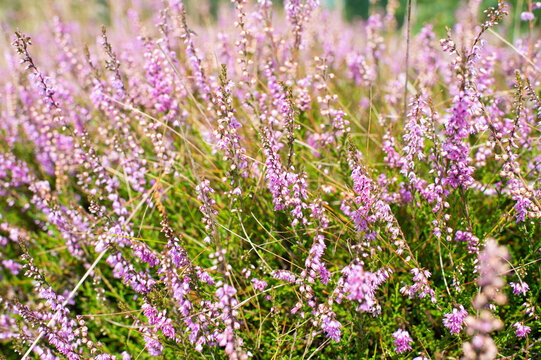 purple lavender flowers in bloom. nature field background