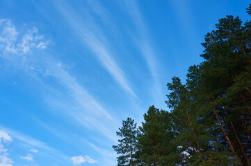 Obraz premium Blue, beautiful sky with cirrus clouds in the background of trees. Nature background.