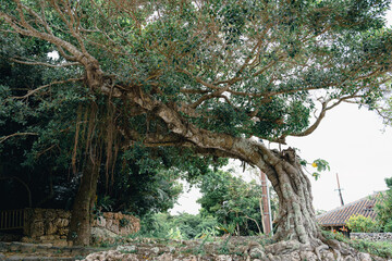 Fototapeta premium 竹富島。沖縄らしい南国の木