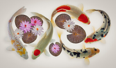 koi fish and lotus flower and leaves on white background