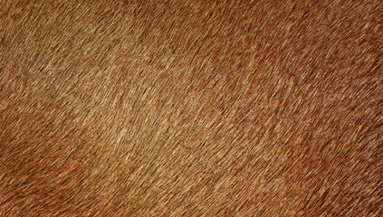 Full frame brown fur, brown deer fur for the background.