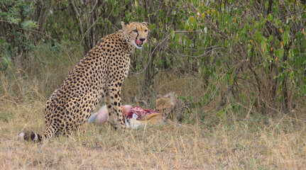 hungry mother cheetah licking her lips with her tongue and sitting alert over a thompson's gazelle kill as her cub feeds in the wild bush of the masai mara, kenya
