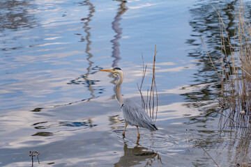 호수를 걷는 왜가리
