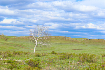 Fototapeta na wymiar a lonely birch tree in a field in spring. open space. heavy clouds.