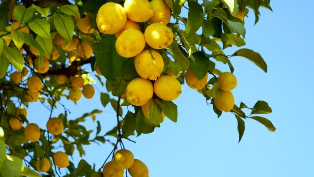 yellow lemon citrus fruit on tree