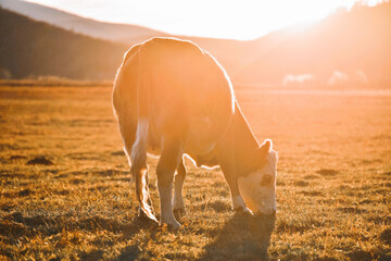 Beautiful view of a cow grazing in the meadow at sunset