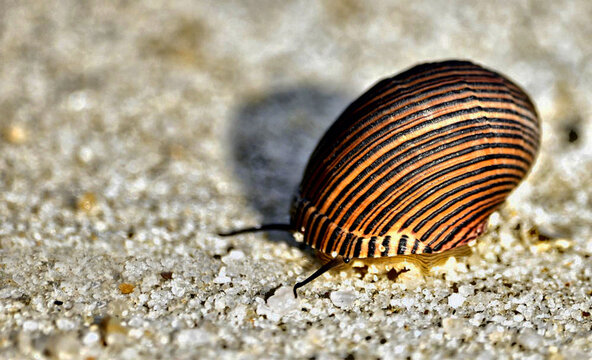 Selective focus shot of a zebra nerite snail on rocky surface