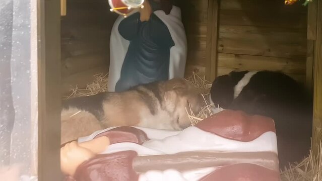 Stary Dogs Finding Shelter Inside A Manger On A Cold Christmas Day.
