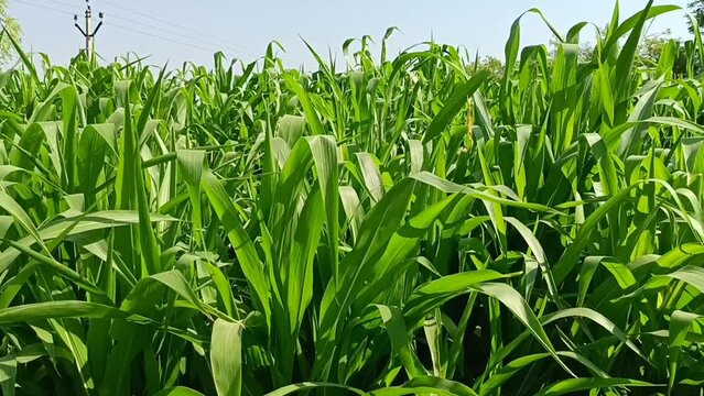 Sorghum green plants in farm, corn green plants field in farm in india, green farm or corp in indi