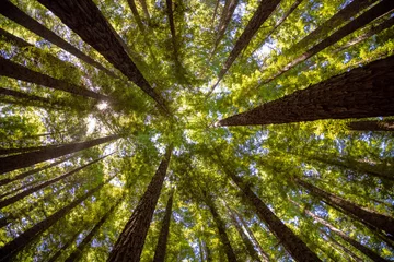 Fotobehang Lage hoekopname van hoge boomstammen met zonlicht in het sequoiabos in Victoria, Australië © Jay Shah/Wirestock Creators