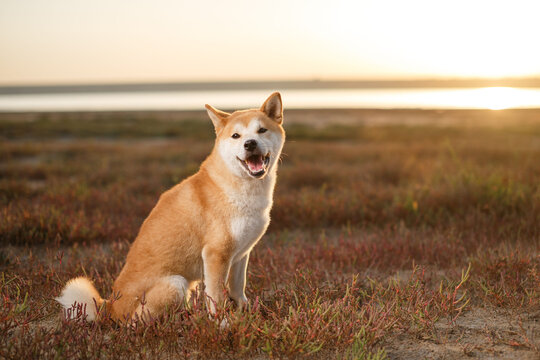 Shiba inu dog sitting outdoors