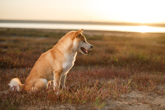 Shiba inu dog sitting outdoors