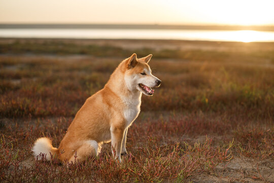 Shiba inu dog sitting outdoors