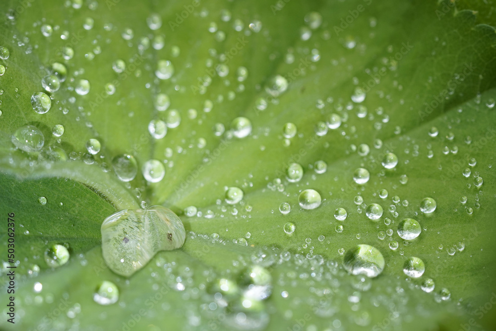 Poster A closeup of water drops on a leaf under the sunlight - perfect wallpapers - mibu