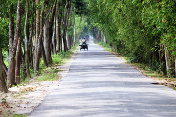 A beautiful road in a village with both side trees.landscape, wallpaper, exclusive natural scenery etc