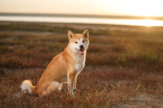 Shiba inu dog sitting outdoors