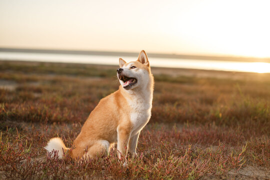 Shiba inu dog sitting outdoors