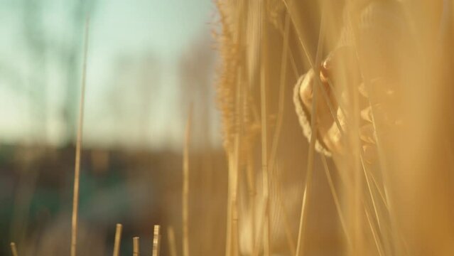 Walking through the ree