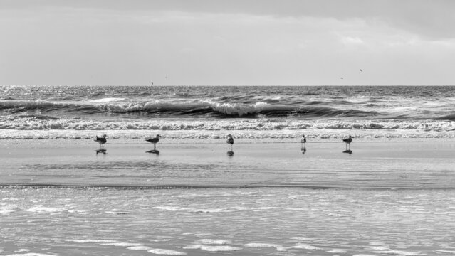 Moewen am Strand mit Spiegelung